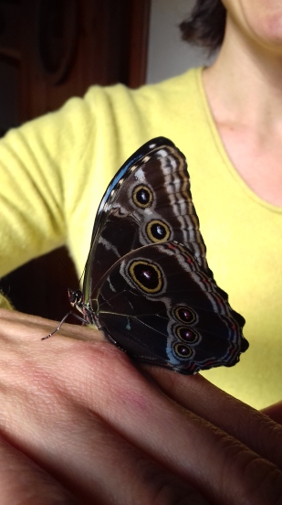 Papillon naissant